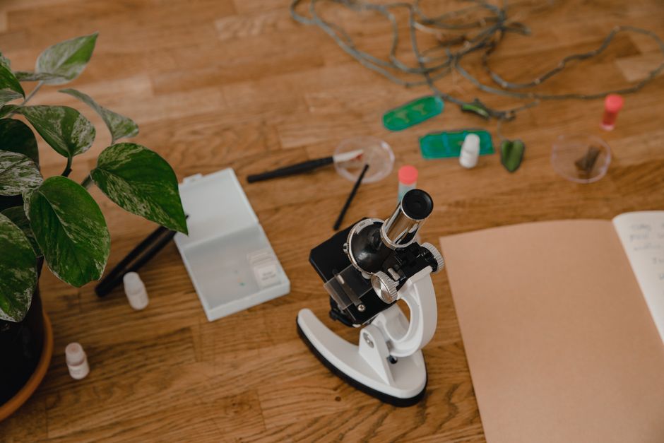 A neatly arranged scientific workspace featuring a microscope, glass slides, and a plant.