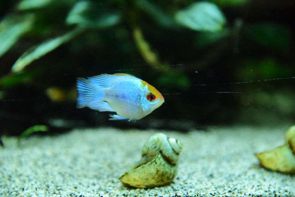 A vibrant tropical fish swimming near shells and plants in a home aquarium.