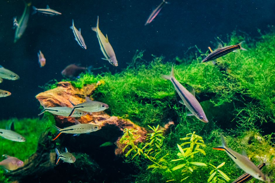 Colorful aquarium with vibrant fish swimming among lush plants and rocks.