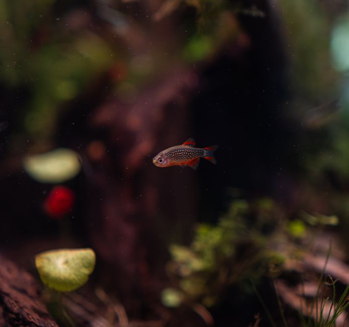 Vivid celestial pearl danio in a lush, planted aquarium setting with soft lighting.