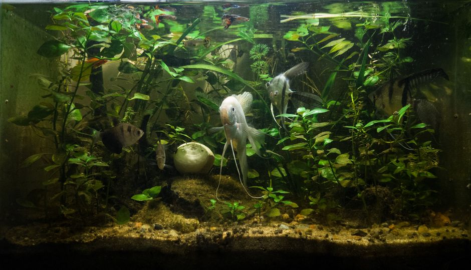 Beautifully maintained freshwater aquarium filled with lush green plants and several angel fish swimming.