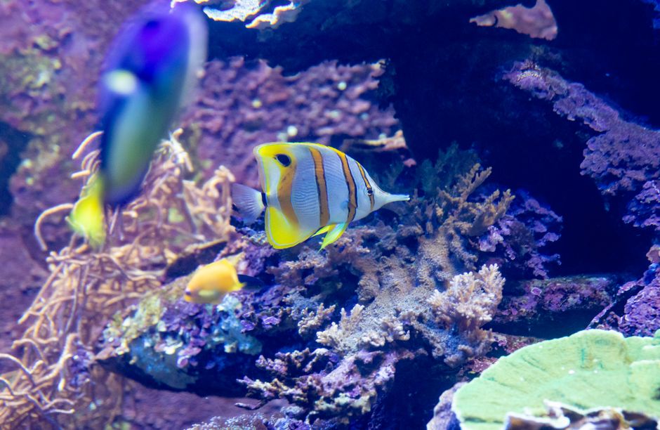 A beautiful close-up of a Copperband Butterflyfish swimming amongst colorful corals in an underwater setting.