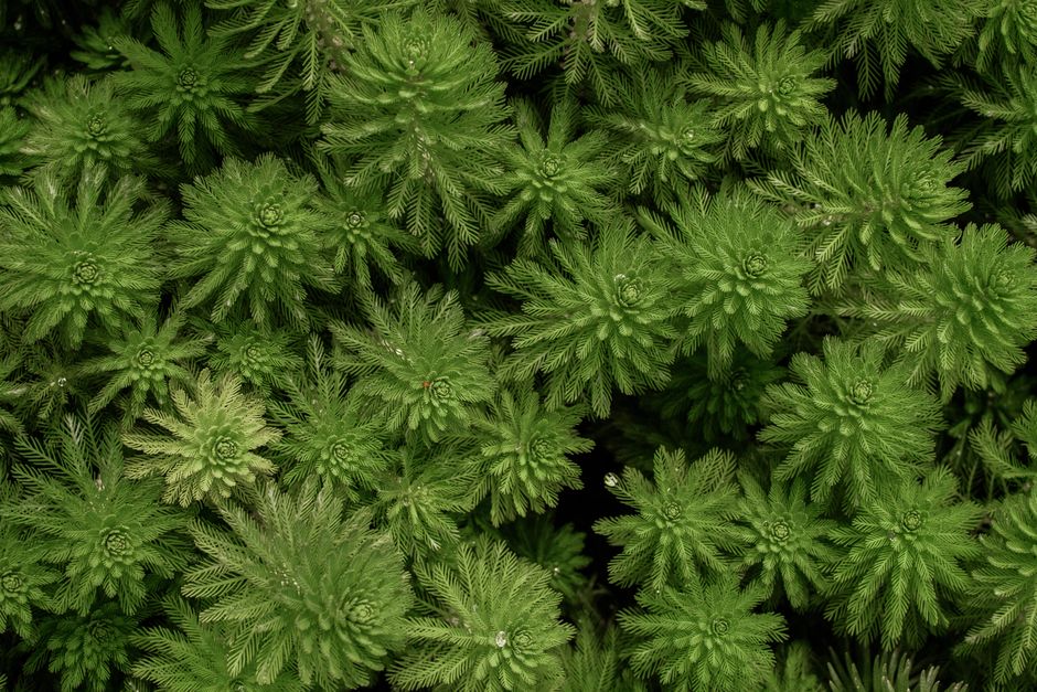 A detailed view of vibrant green aquatic plants showcasing natural patterns and textures.